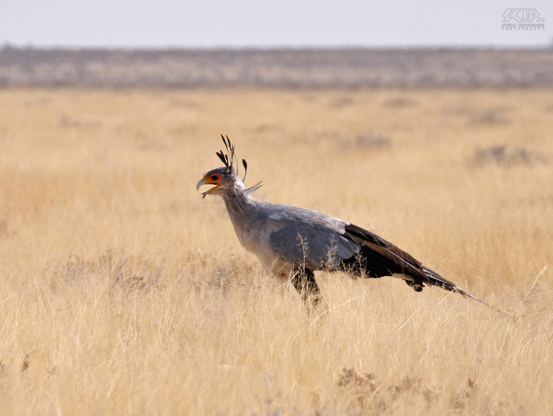 Etosha - Secretary Bird (Sagittarius serpentarius) Stefan Cruysberghs